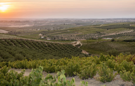 Viñedos al atardecer con hileras de cepas iluminadas por la luz dorada del sol en paisaje rural.